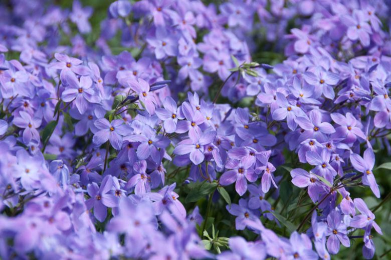 Phlox stolonifera (Creeping Phlox) – BloomBox