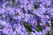 Load image into Gallery viewer, Phlox stolonifera (Creeping Phlox)
