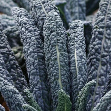 Load image into Gallery viewer, Kale &#39;Black Magic&#39; 6-pack
