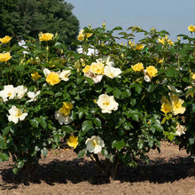 Load image into Gallery viewer, Rose - 'Easy Bee-zy Knock Out®'
