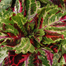 Load image into Gallery viewer, Coleus KONG® Series
