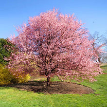 Load image into Gallery viewer, Cherry Tree 'Kwanzan'
