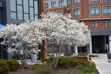 Load image into Gallery viewer, Serviceberry &#39;Autumn Brilliance&#39;
