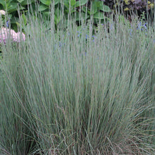 Load image into Gallery viewer, Schizachyrium scoparium (Little Bluestem)

