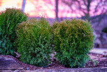 Load image into Gallery viewer, Arborvitae &#39;Little Giant&#39;
