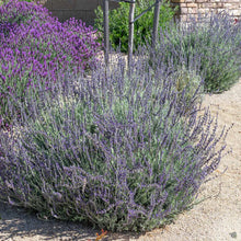 Load image into Gallery viewer, Stone Cottage Farm - Lavender &#39;Goodwin Creek&#39;
