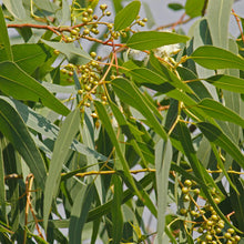 Load image into Gallery viewer, Eucalyptus 'Lemon Bush'
