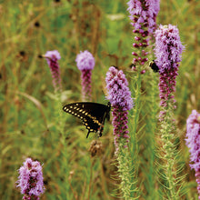 Load image into Gallery viewer, Liatris pycnostachya
