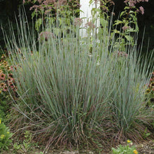 Load image into Gallery viewer, Schizachyrium scoparium (Little Bluestem)

