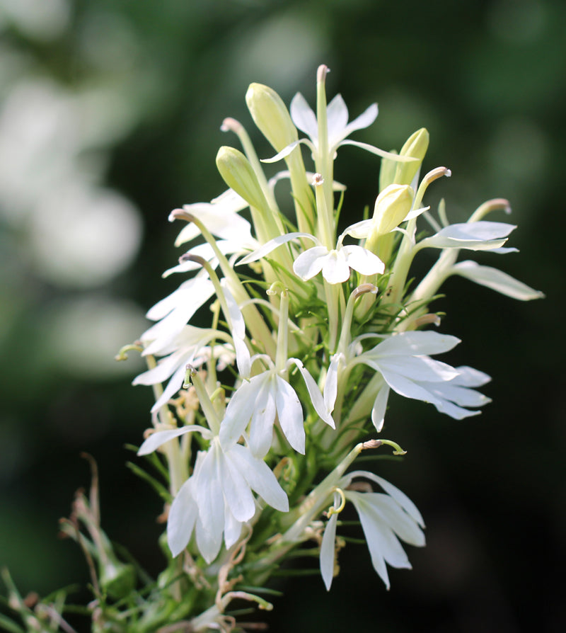 Lobelia 'White Cardinal'