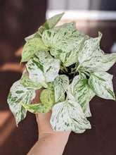 Load image into Gallery viewer, Pothos &#39;Marble Queen&#39;
