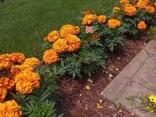 Load image into Gallery viewer, Marigold (African) &#39;Inca Deep Orange&#39;
