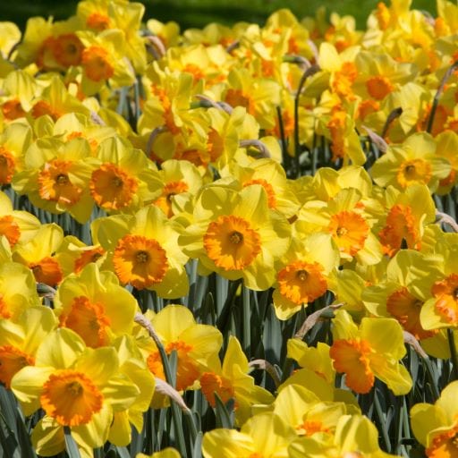 Daffodil 'Mary Bohannon'