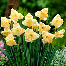 Load image into Gallery viewer, Daffodil &#39;Cum Laude&#39;
