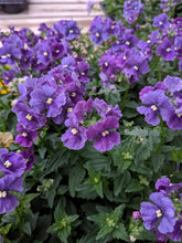 Load image into Gallery viewer, Nemesia
