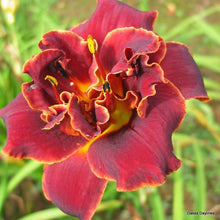 Load image into Gallery viewer, Daylily &#39;Night Embers&#39;
