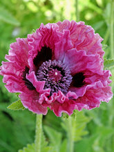 Load image into Gallery viewer, Poppy (Papaver) 'Central Park'
