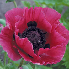 Load image into Gallery viewer, Poppy (Papaver) 'Central Park'

