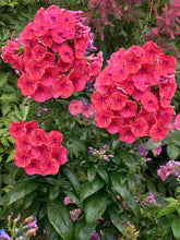 Load image into Gallery viewer, Phlox 'Flame Coral'
