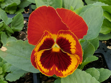 Load image into Gallery viewer, Fall Pansy
