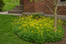 Load image into Gallery viewer, Packera obovata
