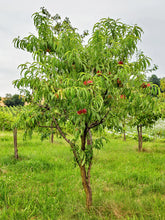 Load image into Gallery viewer, Peach Tree 'Elberta'
