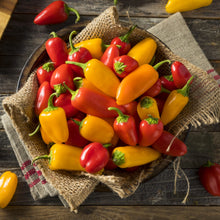 Load image into Gallery viewer, Pepper &#39;Lunchbox Mix&#39;
