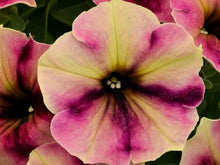 Load image into Gallery viewer, Crazytunia®
