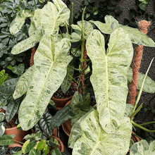 Load image into Gallery viewer, Philodendron &#39;Paraiso Verde&#39;
