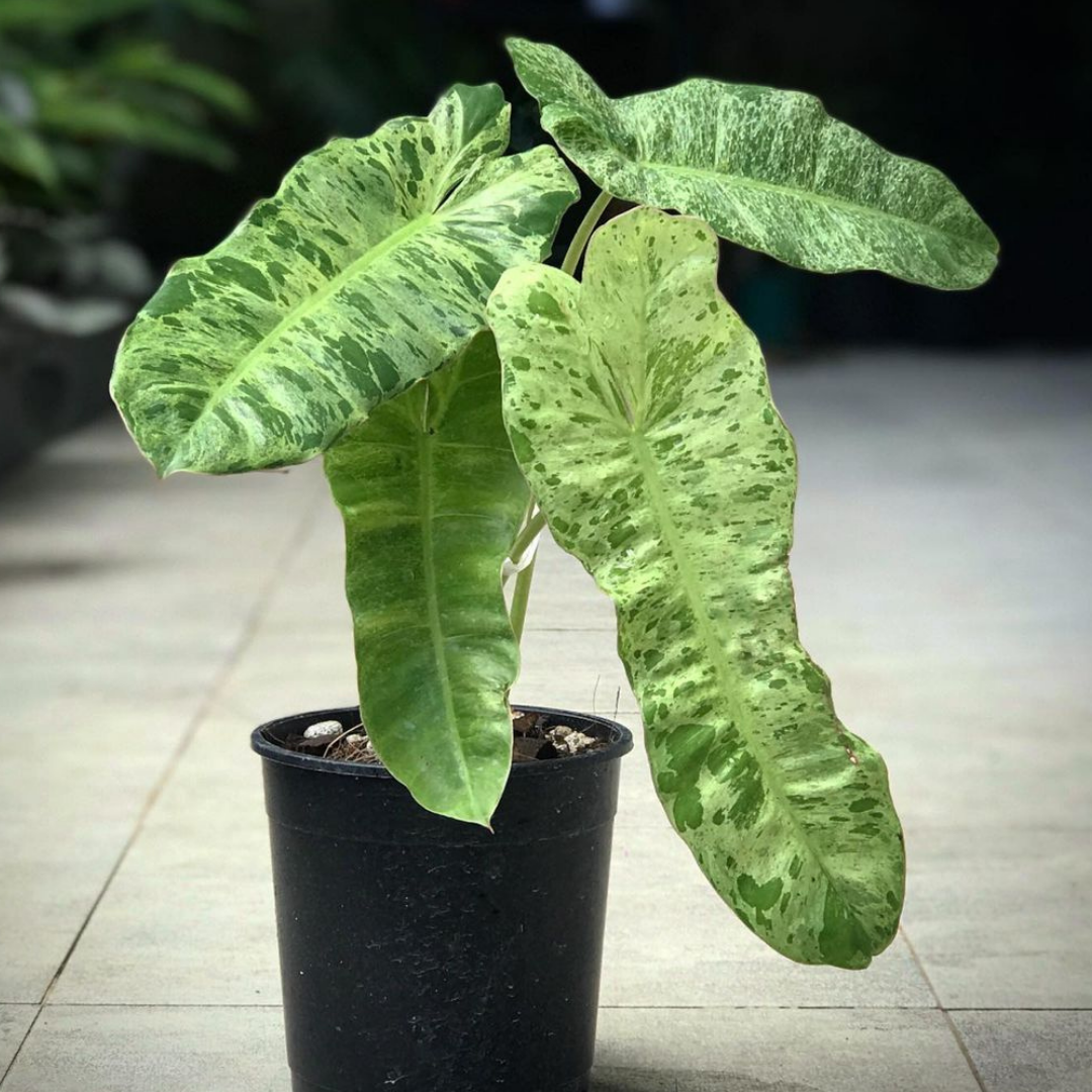 Philodendron 'Paraiso Verde'