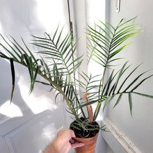 Load image into Gallery viewer, Philodendron &#39;Tortum&#39;
