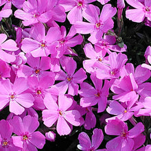 Load image into Gallery viewer, Phlox &#39;Emerald Pink&#39;
