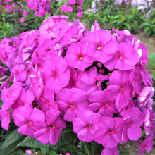 Load image into Gallery viewer, Phlox paniculata &#39;Flame Purple&#39;
