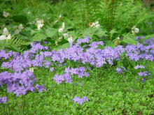 Load image into Gallery viewer, Phlox stolonifera (Creeping Phlox)
