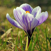 Load image into Gallery viewer, Crocus &#39;Pickwick&#39;
