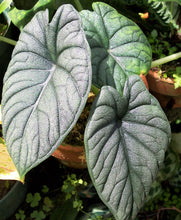 Load image into Gallery viewer, Alocasia maharani
