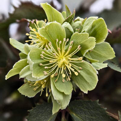 Helleborus 'Pike's Peak'