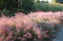 Load image into Gallery viewer, Muhlenbergia &#39;Undaunted&#39;
