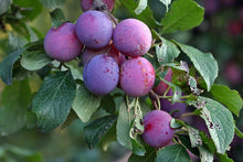 Load image into Gallery viewer, Plum Tree 'Stanley Prune'
