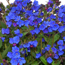 Load image into Gallery viewer, Pulmonaria &#39;Nova Cobalt&#39;
