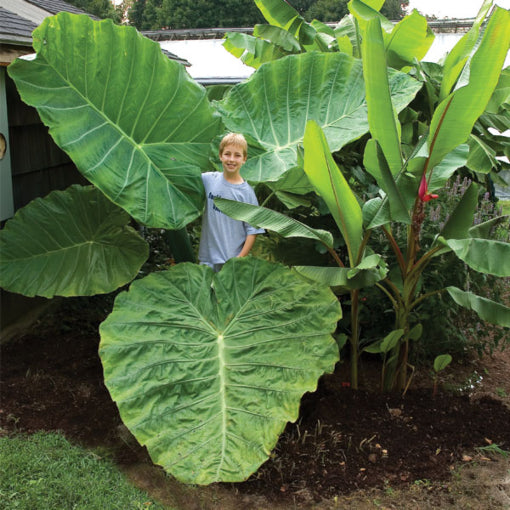 Colocasia 'Thailand Giant'