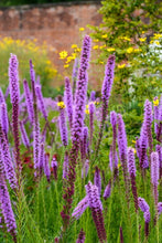 Load image into Gallery viewer, Liatris pycnostachya

