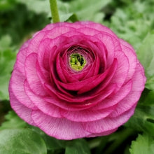 Load image into Gallery viewer, Ranunculus
