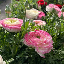 Load image into Gallery viewer, Ranunculus
