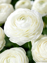 Load image into Gallery viewer, Ranunculus
