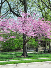 Load image into Gallery viewer, Eastern Redbud 'Rise and Shine'
