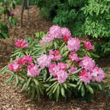 Load image into Gallery viewer, Rhododendron &#39;Dandy Man Color Wheel&#39;
