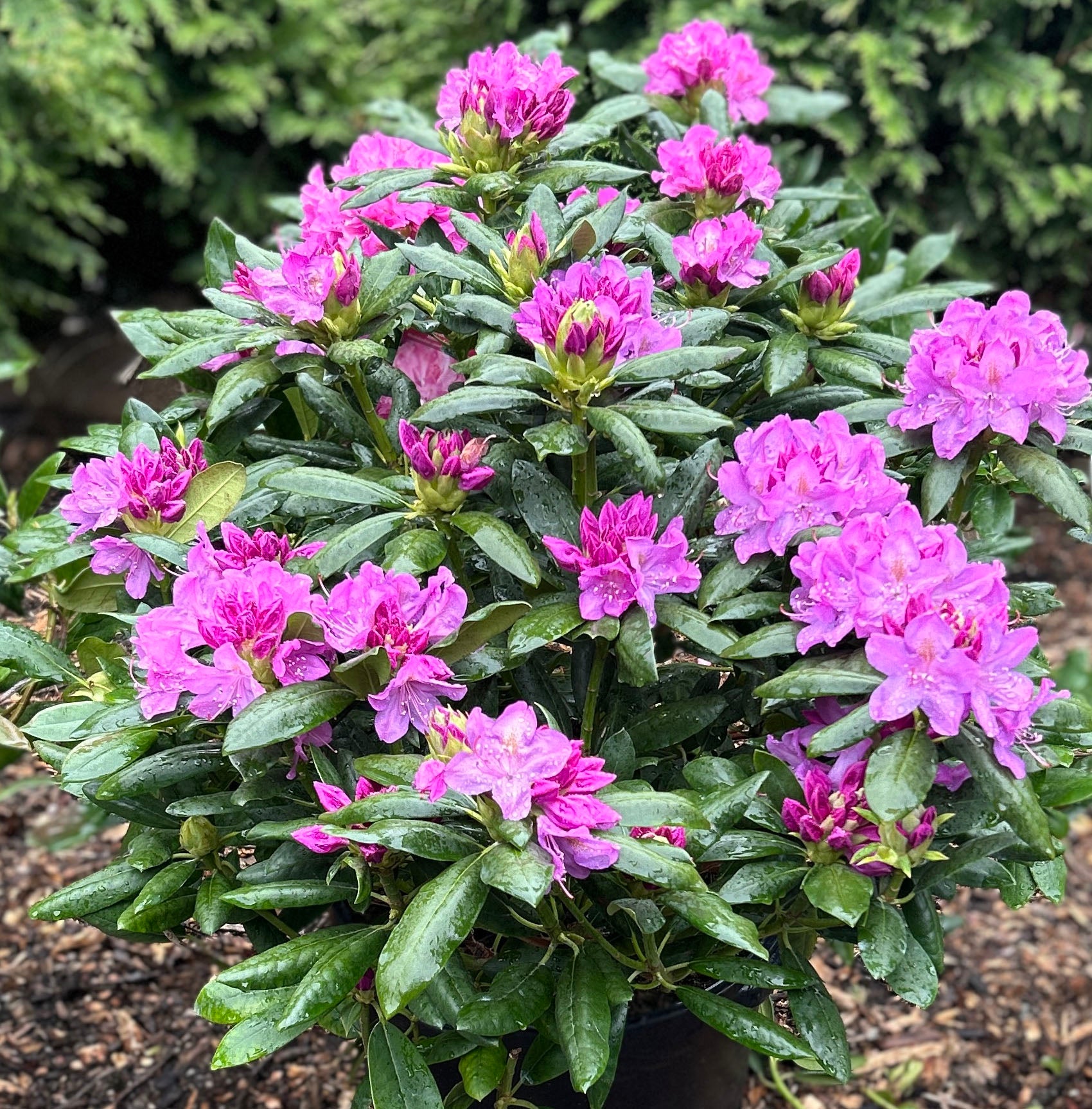 Rhododendron 'Roseum Elegans'