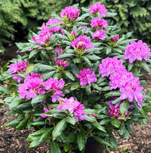 Load image into Gallery viewer, Rhododendron &#39;Roseum Elegans&#39;
