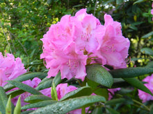 Load image into Gallery viewer, Rhododendron &#39;Roseum Elegans&#39;
